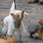 “Бабье лето” в Linxs: фотографии покупателей