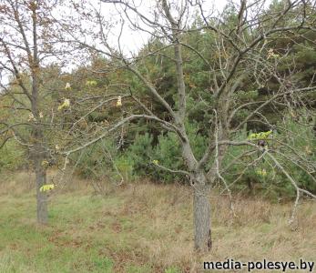 Сентябрьский фотофакт. В Столинском районе зацвели каштаны