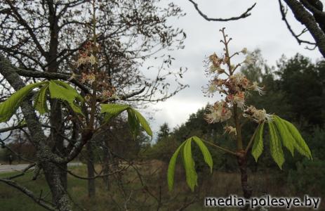Сентябрьский фотофакт. В Столинском районе зацвели каштаны