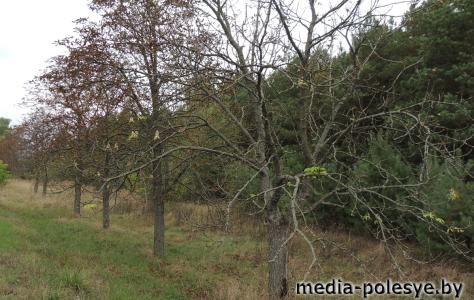 Сентябрьский фотофакт. В Столинском районе зацвели каштаны