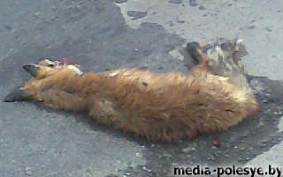 На трассе М10 Кобрин-Гомель гибнут лисы. Случаев бешенства не выявлено