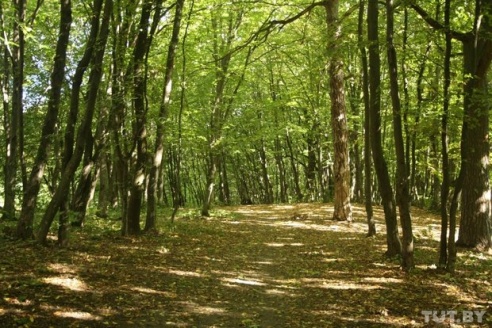 Как в Гродно добились бережного обновления лесопарка “Румлево”