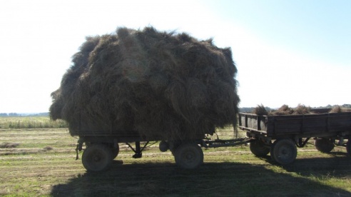 Уборка льна в Сморгонском районе.