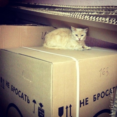 Фотоокна. 10 сентября 2013. Детали