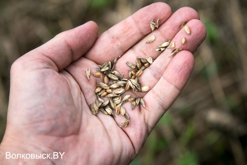 У деревни Залешаны обнаружено неубранное поле с пшеницей