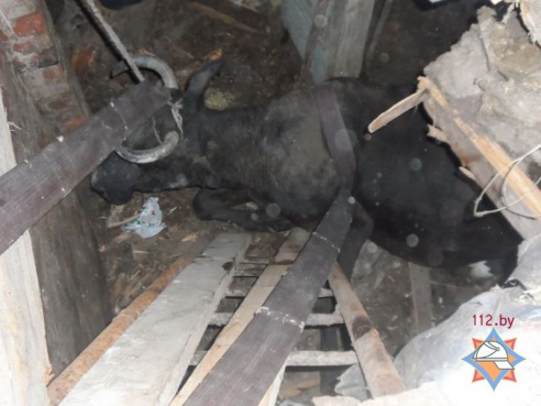 Хойникские спасатели достали корову из погреба (фото, видео)