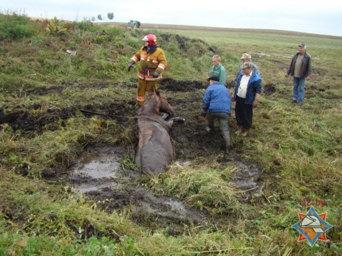 Украденную неизвестными лошадь нашли в мелиоративном канале (фото)