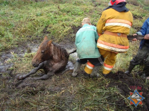 Украденную неизвестными лошадь нашли в мелиоративном канале (фото)