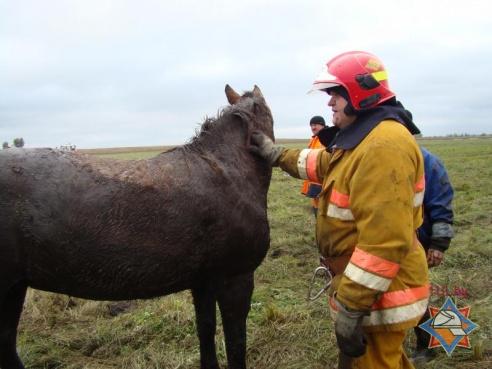 Украденную неизвестными лошадь нашли в мелиоративном канале (фото)