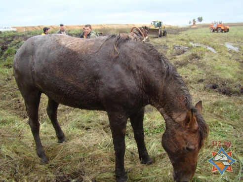 Украденную неизвестными лошадь нашли в мелиоративном канале (фото)
