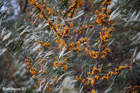 Запрашэнне ў восень