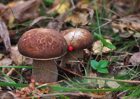 14 сентября в деревне Казимирово прошёл "Экофест–2013