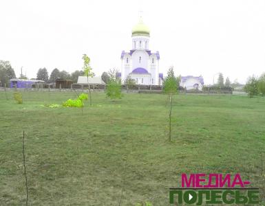 В повреждении деревьев подозреваются трое учащихся сельхозколледжа