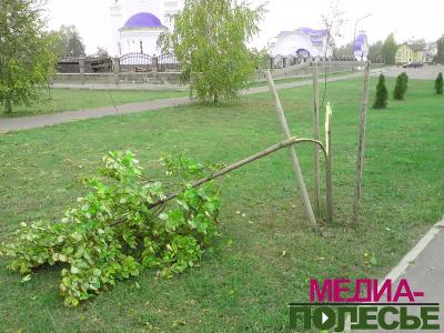 В повреждении деревьев подозреваются трое учащихся сельхозколледжа