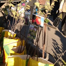 Ярмарка в Волковыске: для своих на бульбу скидок не предусмотрено (обновлено, фото)