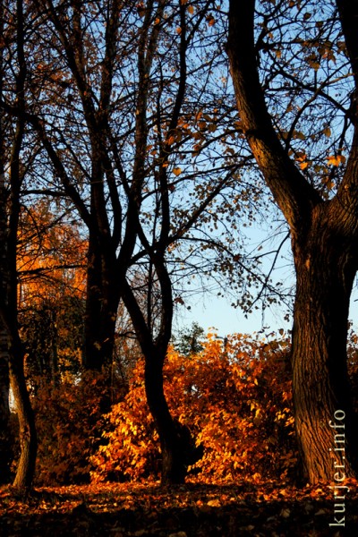 Фотоокна. 17 октября 2013. Про утро