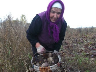 Из журналиста — в сборщики свеклы Из журналиста — в сборщики свеклы