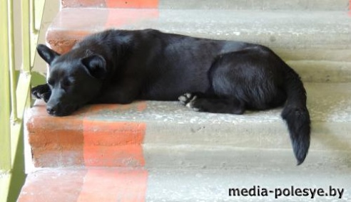 «Только от жизни, от жизни собачей Собака бывает кусачей!» - поётся в известной песенке