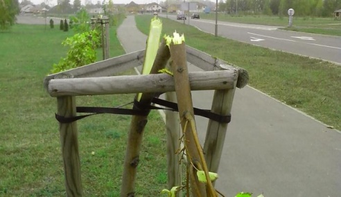 В Лунинце вандалы сломали более 20 деревцев на молодой аллее рядом с храмом