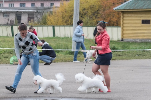 Выставка собак в Орше (44 фото)