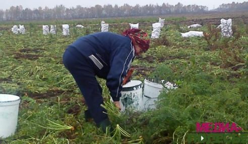 Репортаж из Межлесья, кРая морковного