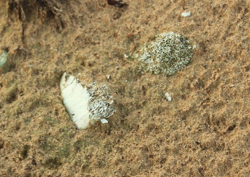 Территория смерти