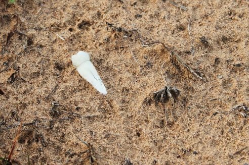 Территория смерти