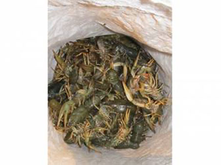 Браконьеры под Светлогорском добыли более 400 раков (фото) Браконьеры под Светлогорском добыли более 400 раков (фото)