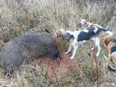 Браконьеры под Светлогорском добыли более 400 раков (фото) Браконьеры под Светлогорском добыли более 400 раков (фото)