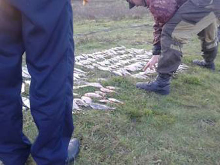 Браконьеры под Светлогорском добыли более 400 раков (фото) Браконьеры под Светлогорском добыли более 400 раков (фото)