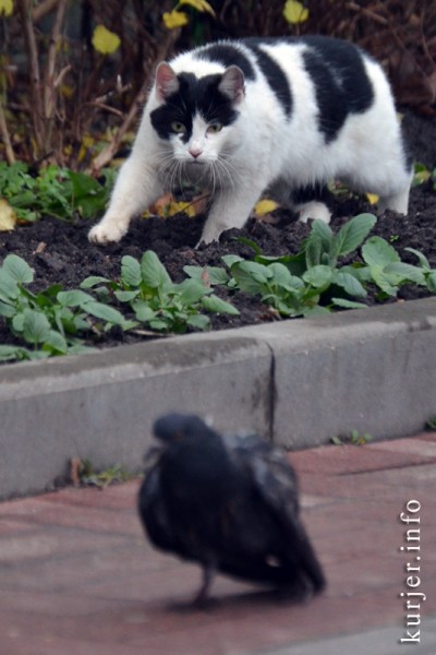 Две драмы на площади Слуцка. Кот — голубь, бабка — автомобиль Две драмы на площади Слуцка. Кот — голубь, бабка — автомобиль