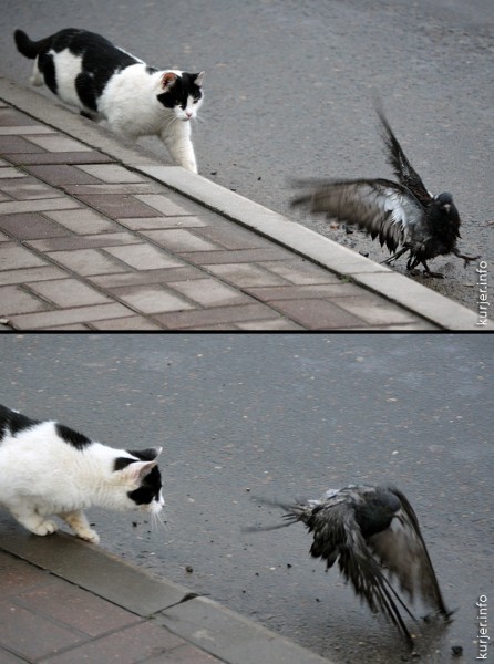 Две драмы на площади Слуцка. Кот — голубь, бабка — автомобиль Две драмы на площади Слуцка. Кот — голубь, бабка — автомобиль