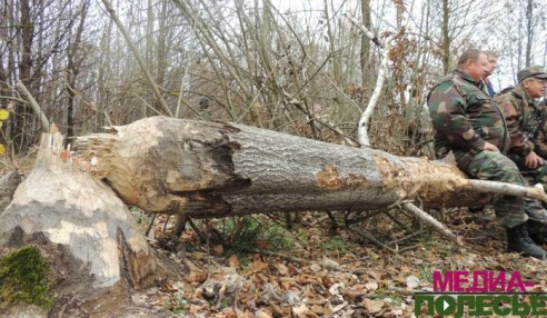 Охотники Брестчины обсудили то, как использовать бобра в экономических целях