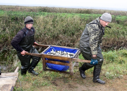 Не бяднее «блакітная ніва»