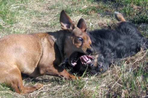 Фотоэкспансия: котэ в коляске и играющий пёс