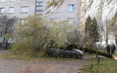 В Барановичах ива рухнула на автомобиль