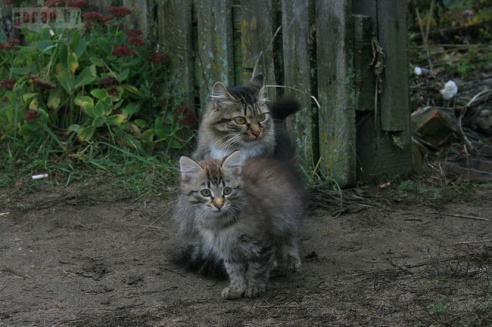 В Могилёве 10 семей живёт прямо на стройке будущего Евроопта
