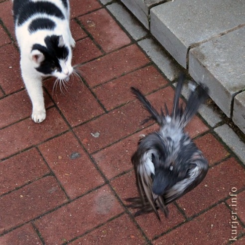 Две драмы на площади Слуцка. Кот — голубь, бабка — автомобиль