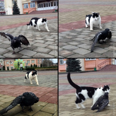 Две драмы на площади Слуцка. Кот — голубь, бабка — автомобиль