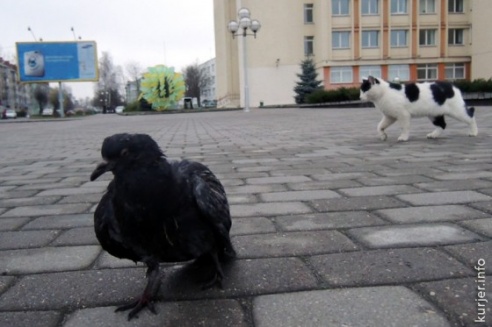 Две драмы на площади Слуцка. Кот — голубь, бабка — автомобиль