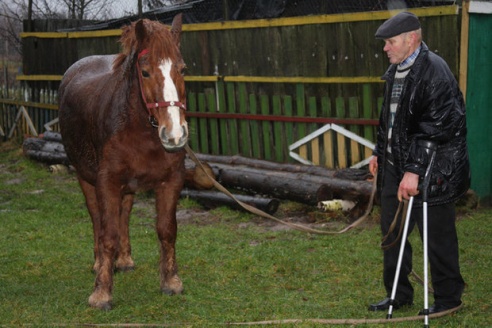 В Рогачевском районе пенсионеру вернули коня, украденного 4 года назад (фото)