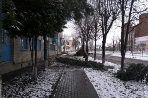 Фотофакт: на улице Комсомольской срубили ели