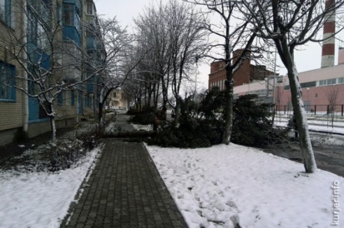 Фотофакт: на улице Комсомольской срубили ели