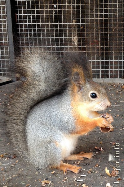 Зима в Слуцке: совы, грачи, белки Зима в Слуцке: совы, грачи, белки