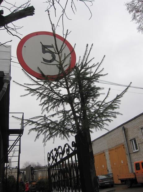 В Барановичах открылись елочные базары В Барановичах открылись елочные базары