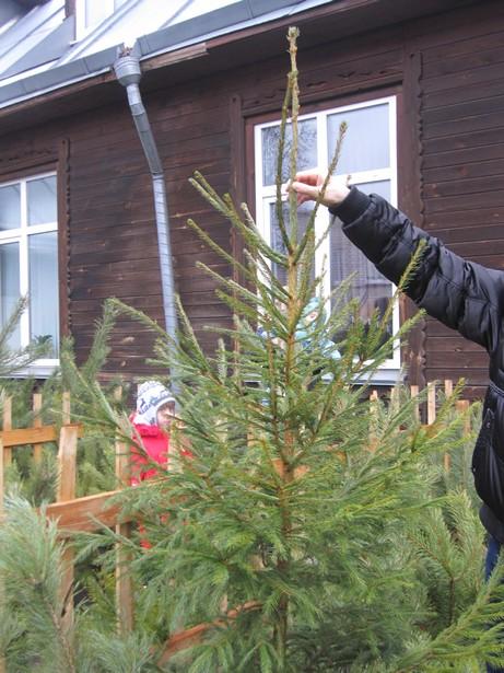 В Барановичах открылись елочные базары В Барановичах открылись елочные базары