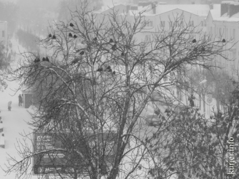 Зима в Слуцке: совы, грачи, белки