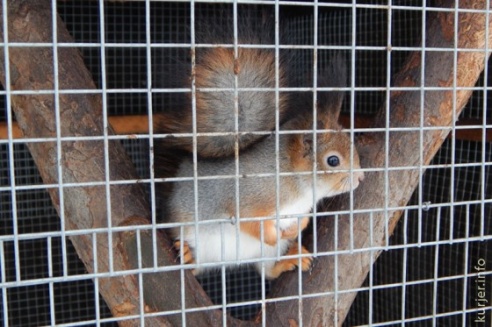 Зима в Слуцке: совы, грачи, белки