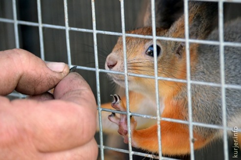 Зима в Слуцке: совы, грачи, белки