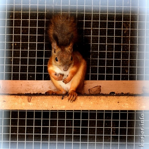 Зима в Слуцке: совы, грачи, белки